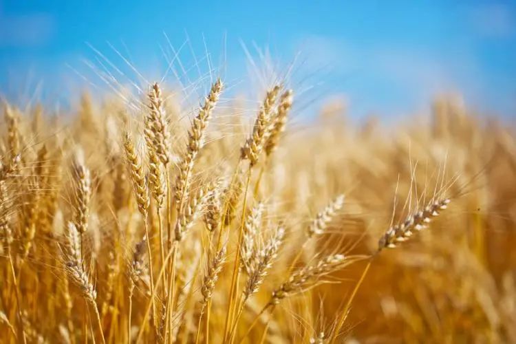 新麦即将上市：市场价格将呈何走势？