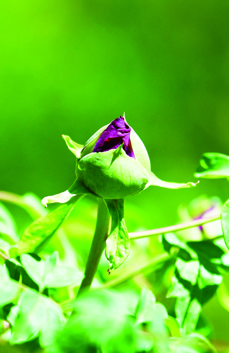 长春市牡丹园牡丹花开