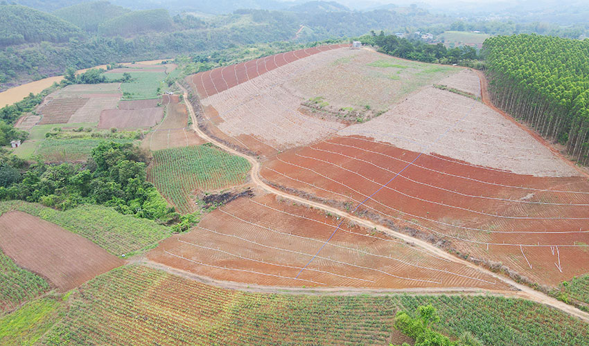 广西上思：年产值达546万元 肉姜种植托起村民致富梦