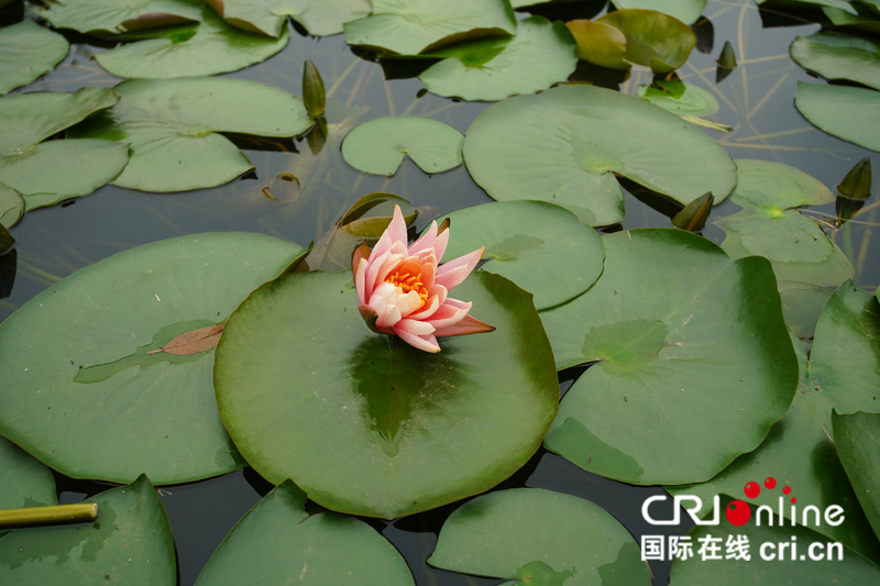 廣西南寧：春日花開醉邕城（組圖）