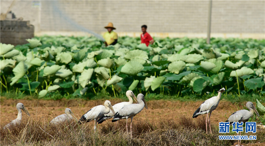 云南弥勒：人鸟和谐共家园
