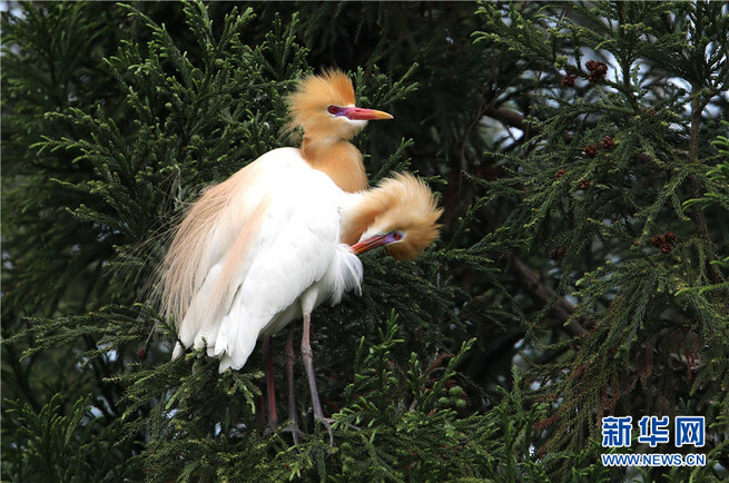 美しいシラサギを鑑賞　雲南省臨滄玉竜湖畔_fororder_FOREIGN202105131643000525806688296