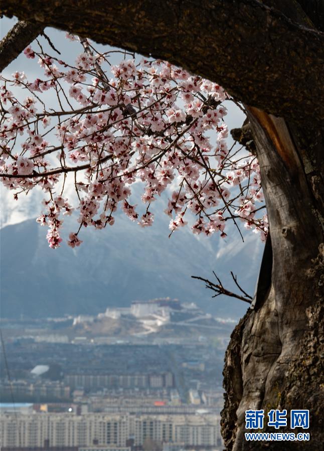 图片默认标题_fororder_22