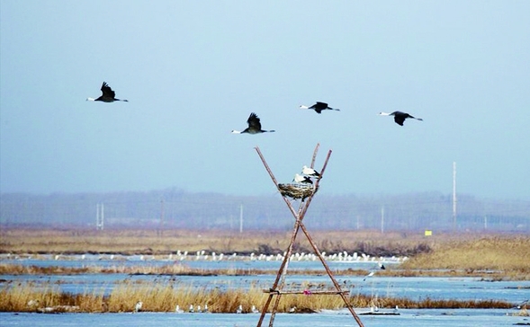 黑龙江嘟噜河自然保护区200只东方白鹳集中安家人工鸟巢“满房”了