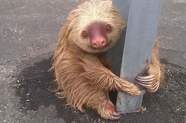 盤點任性動物霸佔馬路導致交通中斷趣事