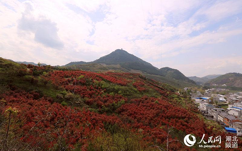 層林盡染石楠紅 “綠滿竹山”生態美