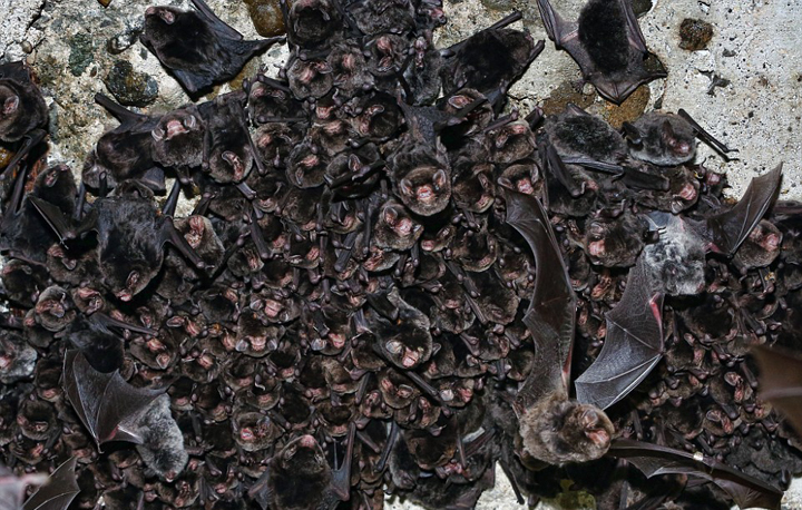 日本隧道发现4000只冬眠蝙蝠