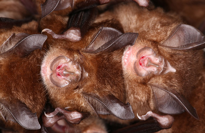 日本隧道发现4000只冬眠蝙蝠