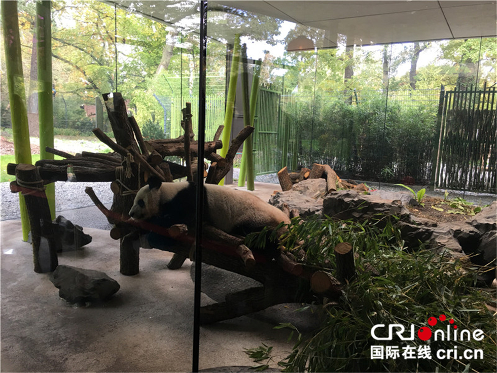 图片默认标题_fororder_入住柏林动物园的大熊猫娇庆