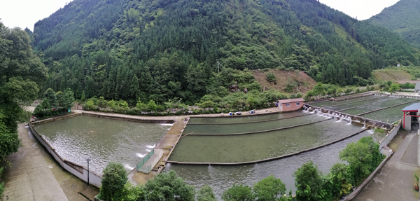 雅安芦山三化推进冷水鱼产业转型升级