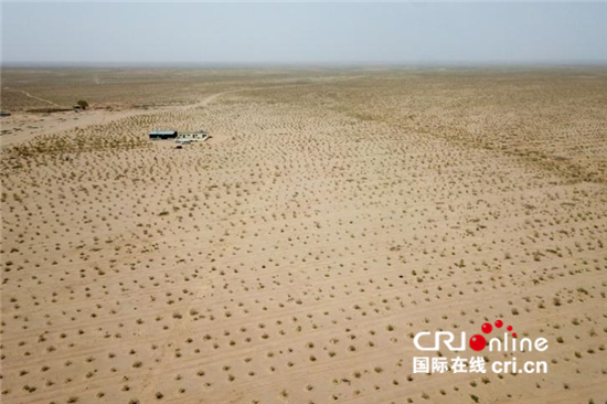 梭梭林镇住沙漠海 肉苁蓉开出幸福花_fororder_1