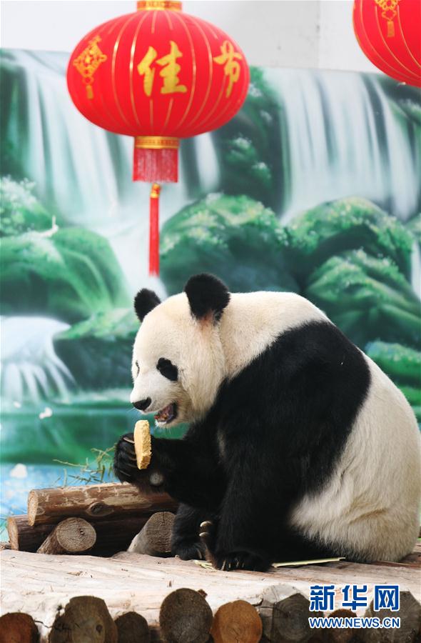 大熊猫吃月饼过中秋
