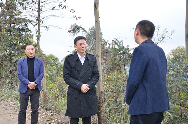 自贡市荣县县委副书记,县长郑小清(中)在东兴镇墨林林场调研国际在线