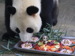 大熊猫吃月饼过中秋