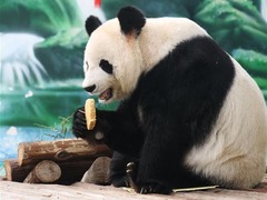 大熊猫吃月饼过中秋