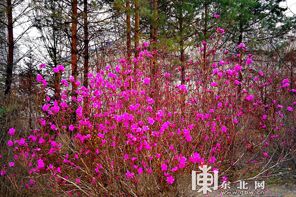 立夏时节 兴安岭上好风光