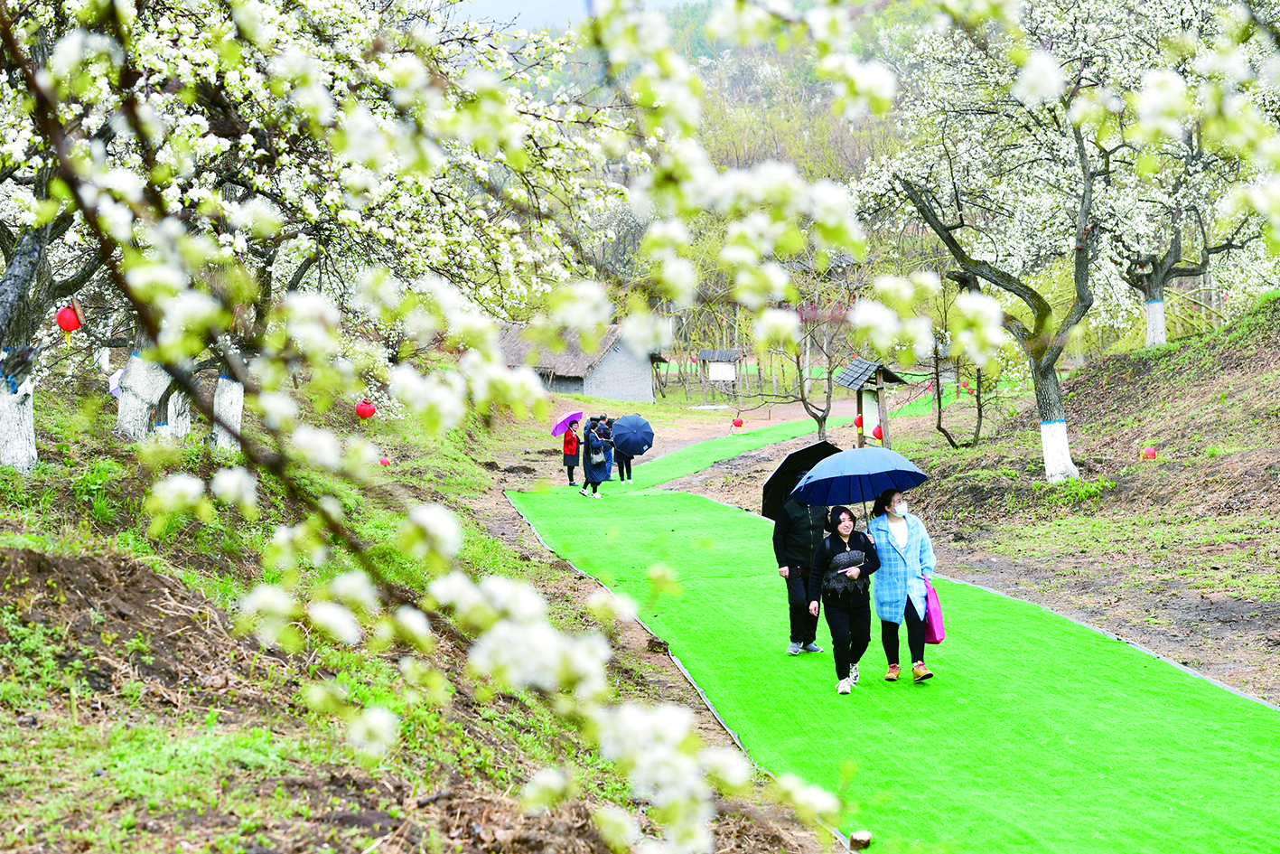 長春蓮花山第四屆梨花節在百年梨園舉行