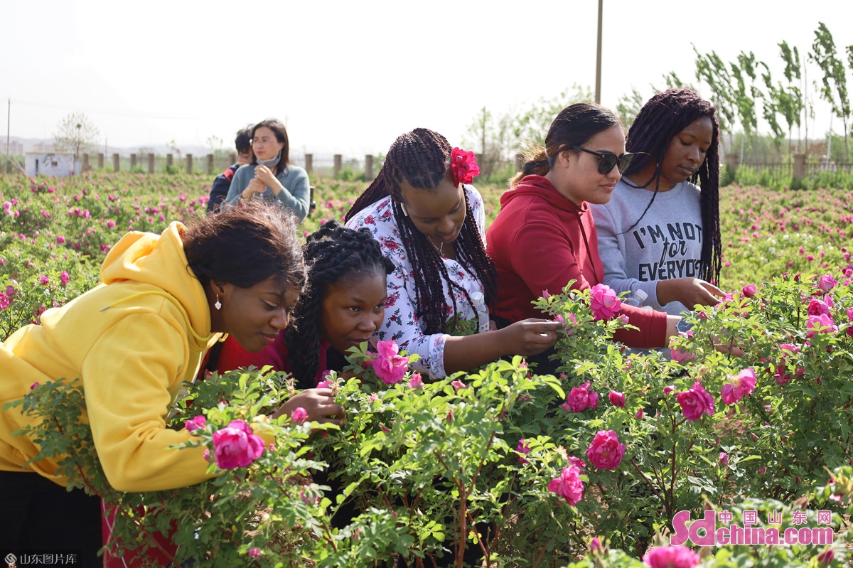 手制鲜花饼 流连芳菲丛 外国友人打卡“中国玫瑰之都”