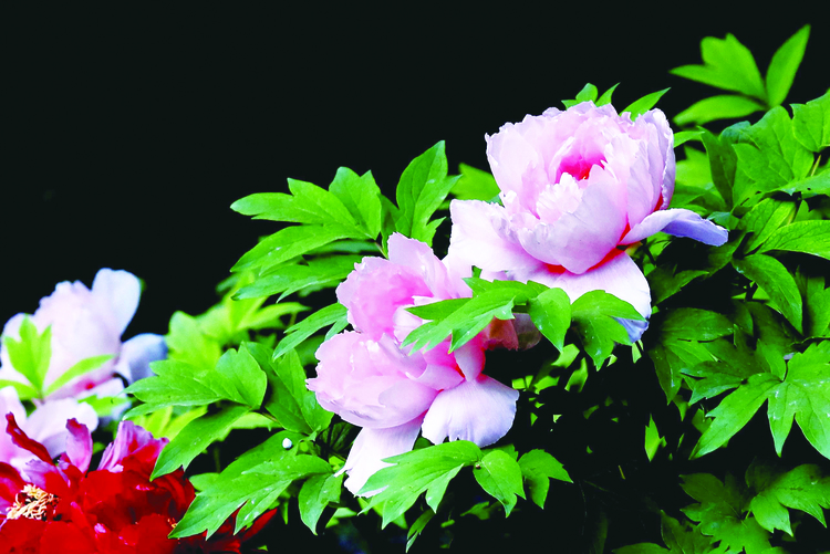 长春牡丹园内的牡丹花迎来盛花期