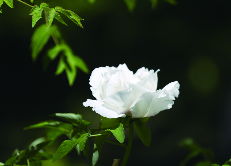 长春牡丹园内的牡丹花迎来盛花期