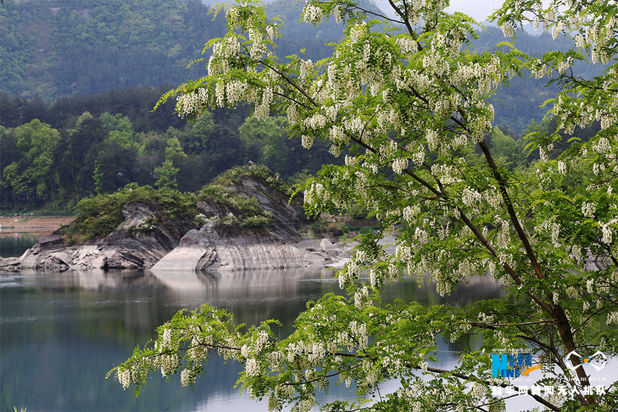 【城市远洋】重庆黔江：湖边槐花香 山村美如画