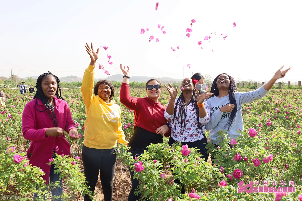 手制鲜花饼 流连芳菲丛 外国友人打卡“中国玫瑰之都”