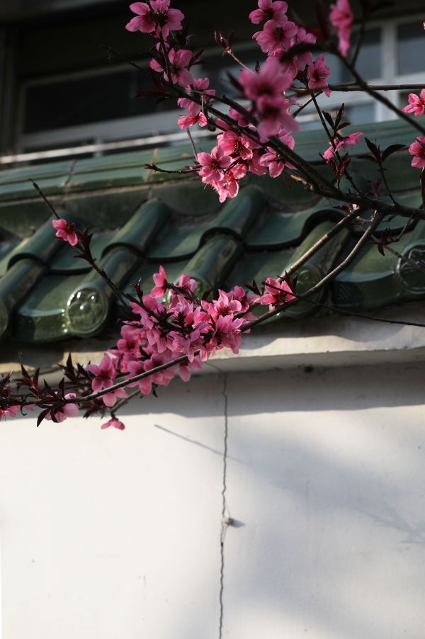 “晒春天”投稿者拍下家门口绽放的各种花朵