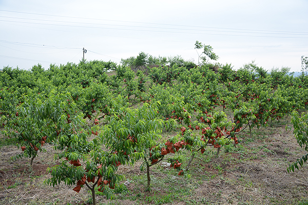 返乡创业农民工种植黄桃 即日起等您来采摘_fororder_2黄桃水果基地