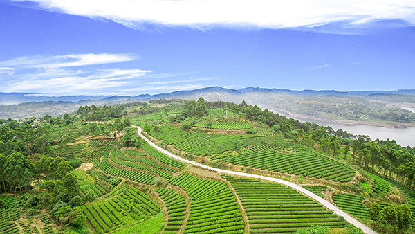 自贡市荣县擦亮“中国花茶之乡”金字招牌 获院士专家点赞_fororder_荣县生态茶园