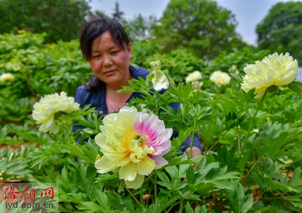 罕见！芽变奇特的牡丹花