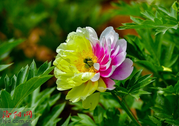 罕见！芽变奇特的牡丹花