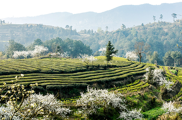 自贡市荣县擦亮“中国花茶之乡”金字招牌 获院士专家点赞_fororder_荣县茶旅融合观光园