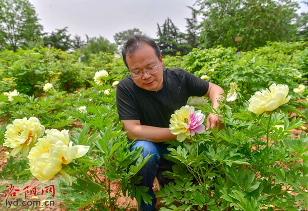 罕见！芽变奇特的牡丹花