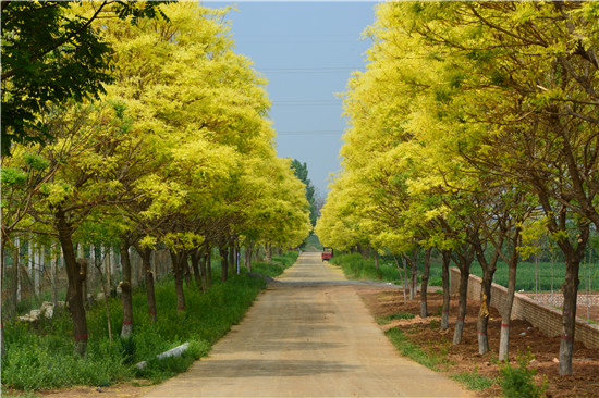 【原创】三门峡示范区阳店镇南宋村：美丽乡村入画来_fororder_南宋村主干道两侧栽植的四季常绿风景树和花草。 摄影 彭红勇