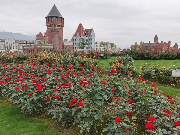 德阳绵竹：玫瑰花开满园 惹人沉醉_fororder_玫瑰花美景1--供图--绵竹市委宣传部
