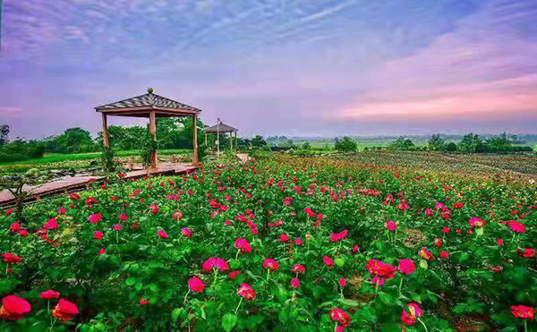 德阳绵竹：玫瑰花开满园 惹人沉醉_fororder_玫瑰花美景--供图--绵竹市委宣传部