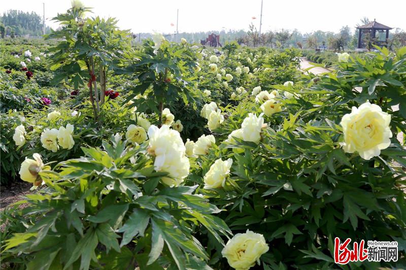 河北肅寧西泊莊村：牡丹花開迎客來