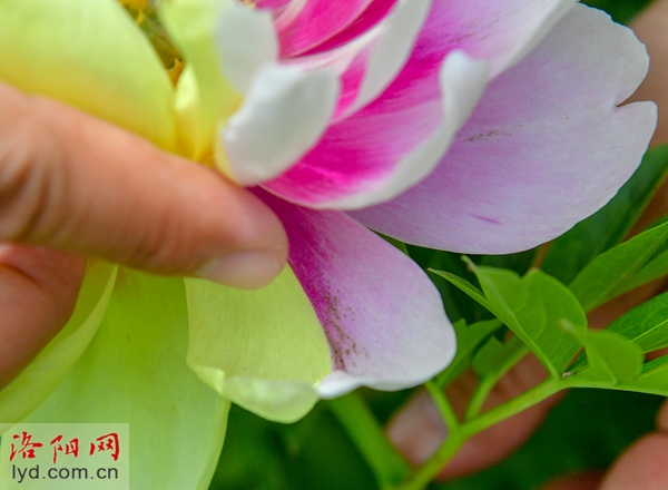 罕见！芽变奇特的牡丹花