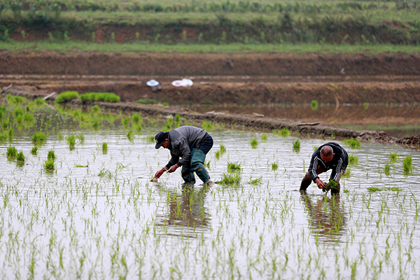 图片默认标题_fororder_3面积小的农田靠人工插秧