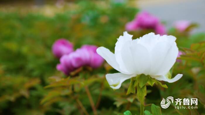 牡丹花开 姹紫嫣红都是景