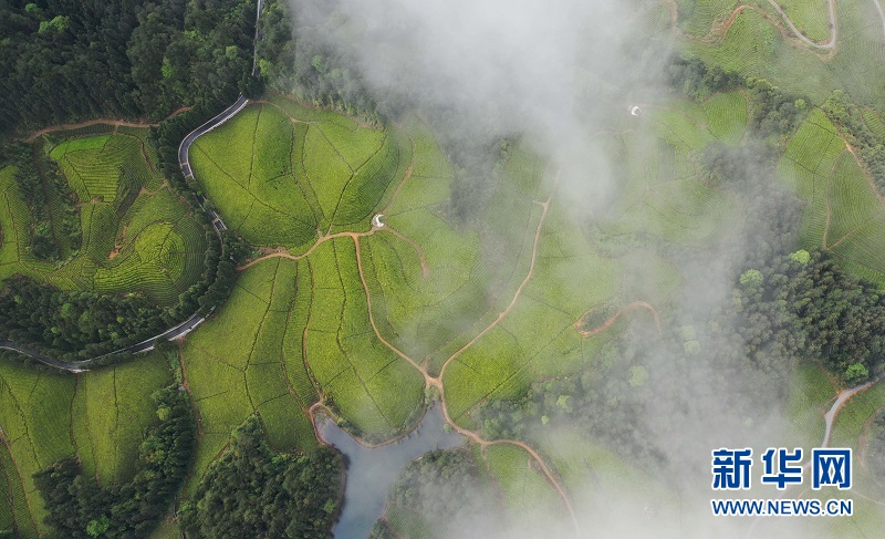 湖北鹤峰：茶海连天景如画