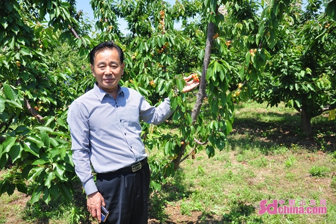 青岛幸福时光开心农场2021年樱珠采摘季5月22日开启 邀你共赴近郊休闲“慢生活”