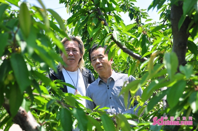 青岛幸福时光开心农场2021年樱珠采摘季5月22日开启 邀你共赴近郊休闲“慢生活”