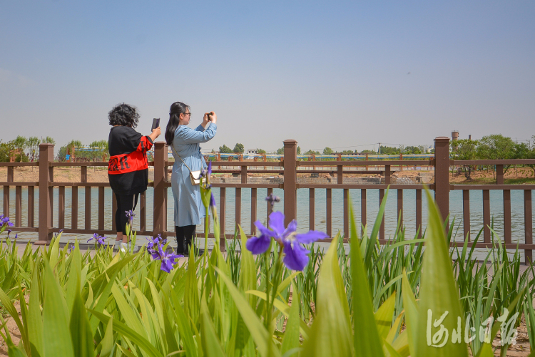 河北邯鄲：舊坑塘“變身”大公園