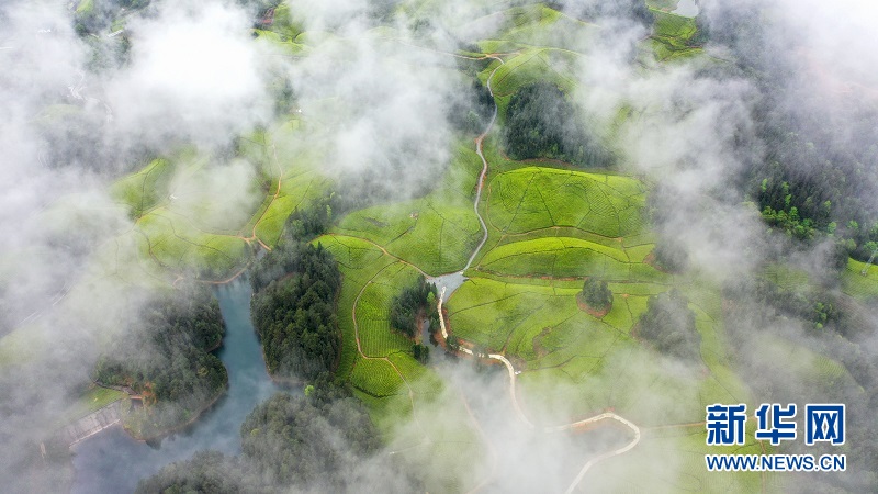 湖北鹤峰：茶海连天景如画