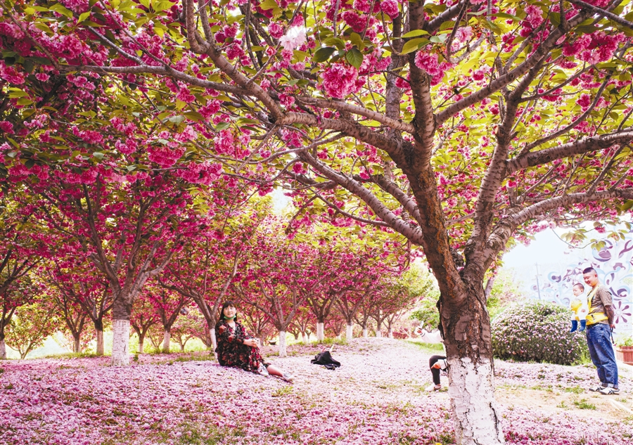 大连：落“樱”缤纷_fororder_res35_attpic_brief