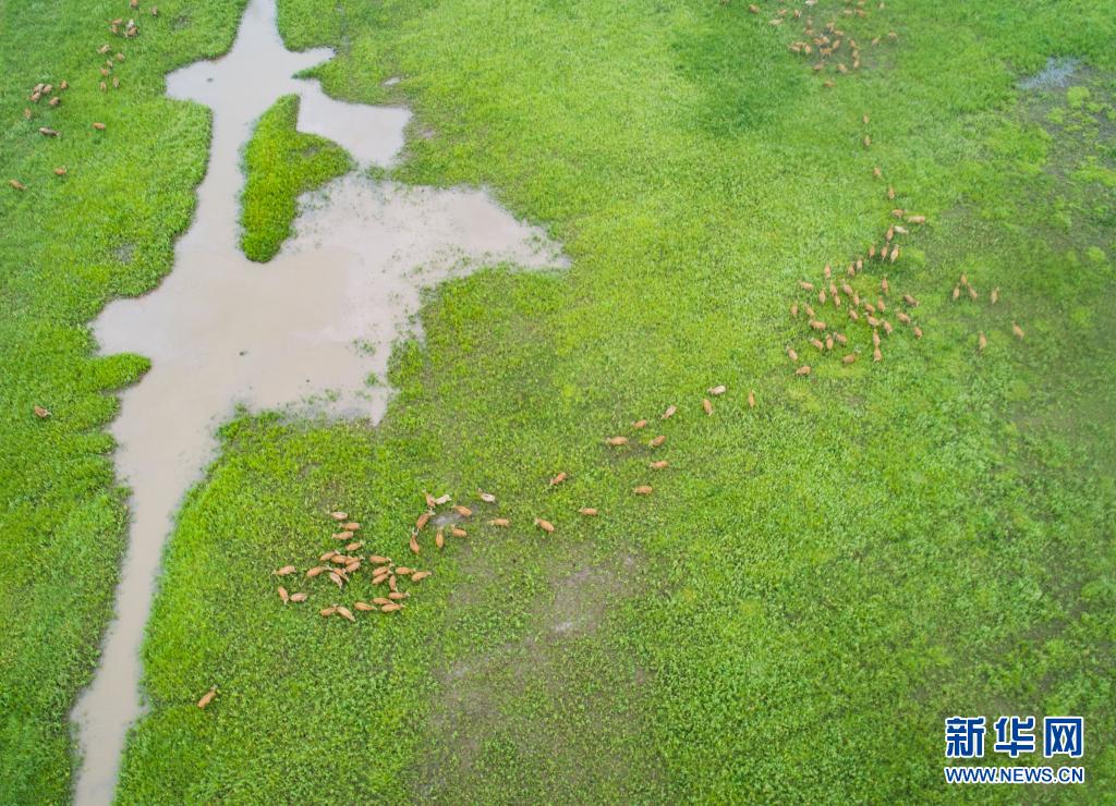 长江故道 呦呦鹿鸣