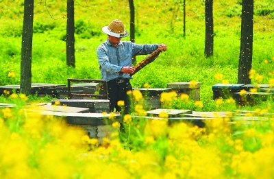 （頭條）南京蜂農採蜜忙 收穫“甜蜜經濟”