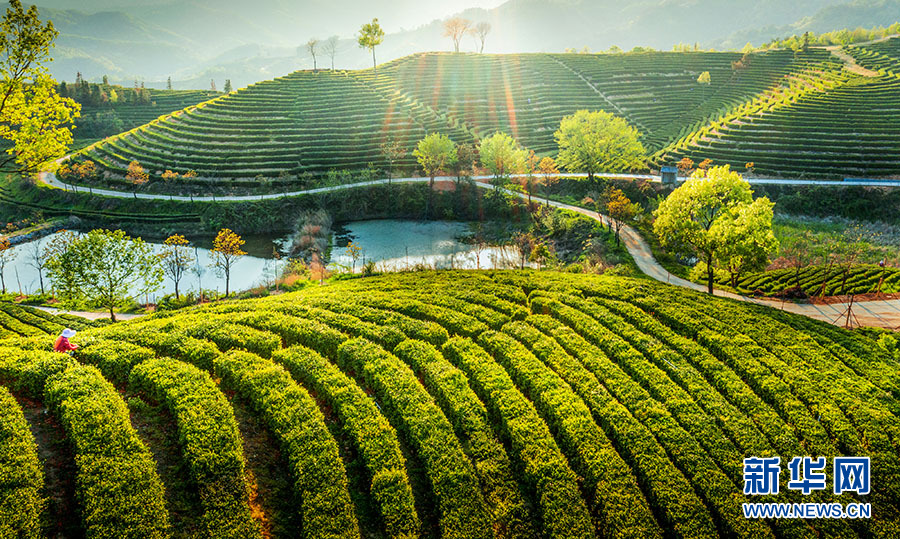 湖北大悟：万亩茶园 生机盎然