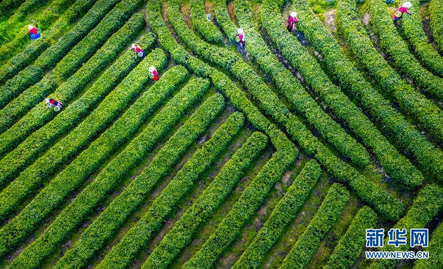 湖北大悟：万亩茶园 生机盎然